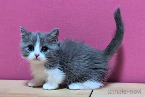 成約済の東京都のマンチカン(短足)-93192の5枚目